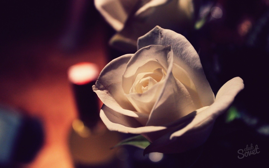 Was ist der Traum einer Rose?