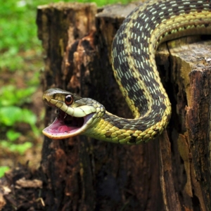 Photo Ce vise pentru a ucide șarpele?