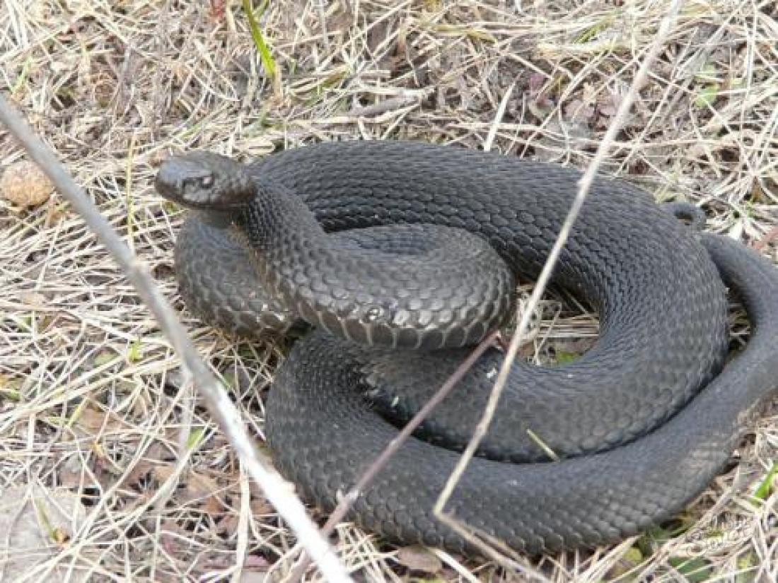 Mi a teendő a kígyó harapással