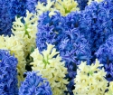 Kako rastu hyacinths