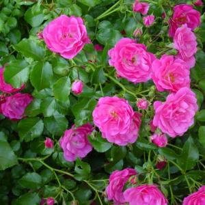 Foto cara menanam rosehip
