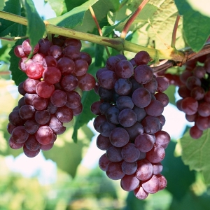 Photo how to instill grapes