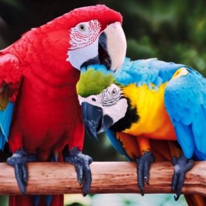Foto, wie man sich um einen Papagei kümmert