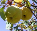 Ako pestovať quince