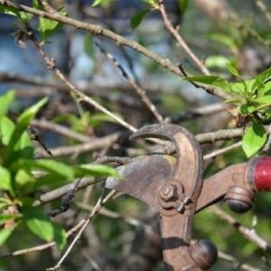 Ako znížiť čerešňu na jeseň
