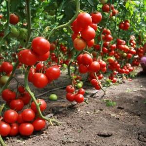 Foto Jak rostou rajčata