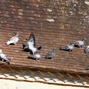 Foto, wie man Tauben loswerden kann