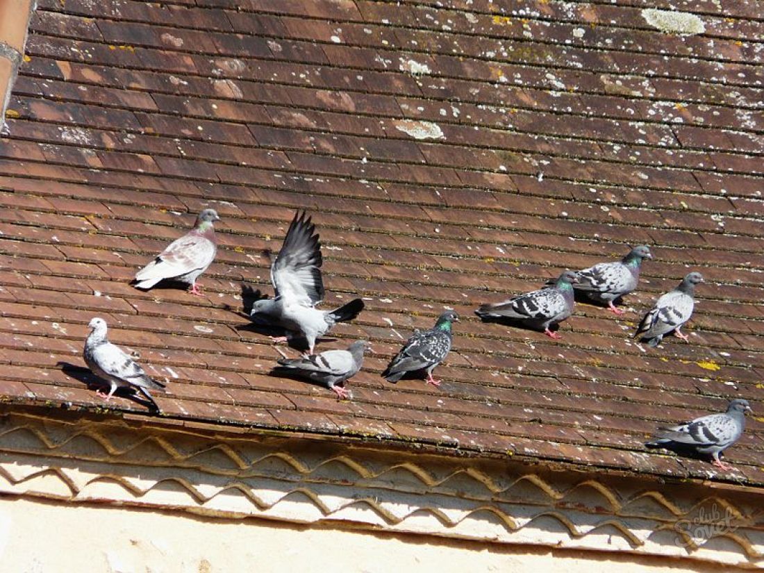 How to get rid of pigeons