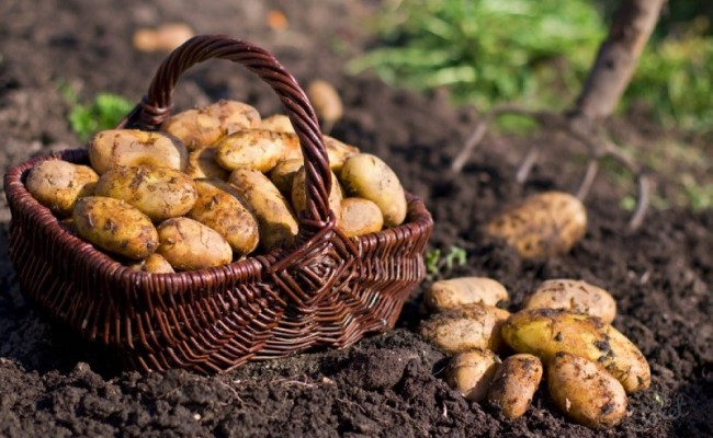 Как сохранить урожай картошки до следующего лета