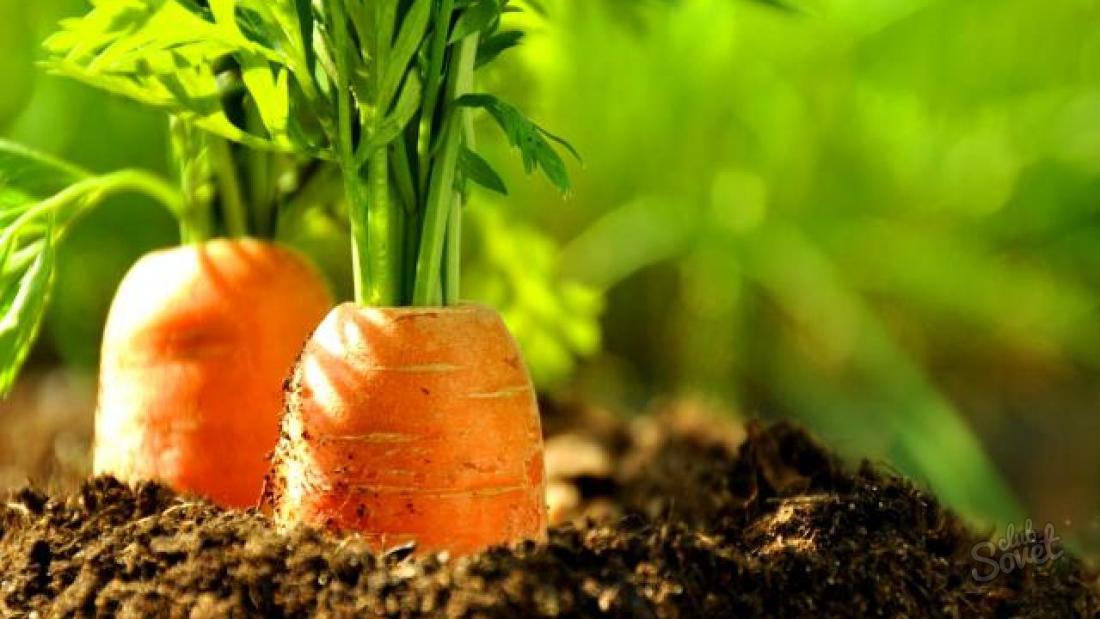 Comment faire des carottes appropriées