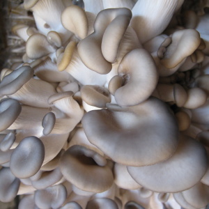Fotografia de Stock Como crescer cogumelos