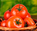 Jak poklepávat rajčata ve skleníku