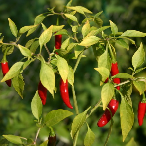 Stock Foto How to grow bitter pepper