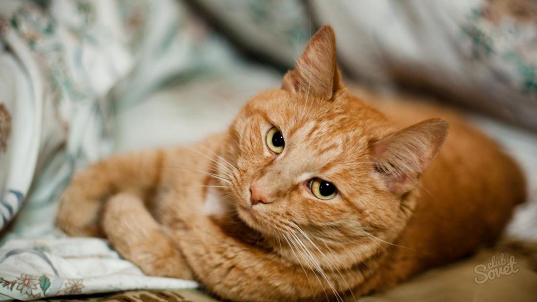 De ce visează pisica roșie?