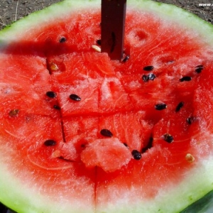 Photo how to put watermelon