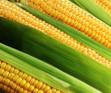 Što se može napraviti od kukuruza?
