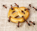 Jak radzić sobie z mrówkami