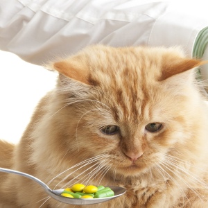 Stok Fotoğraf Nasıl bir kedi tablet vermek için