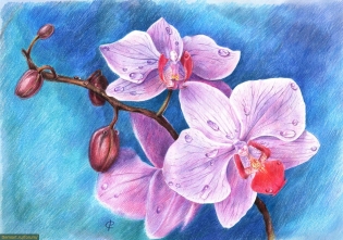 Як намалювати орхідею
