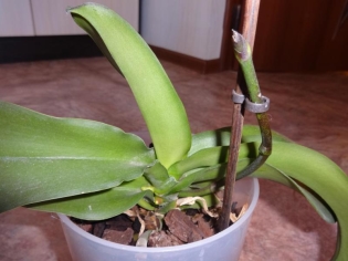 Wie soll man das Orchideen-Baby setzen?