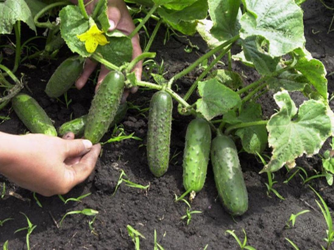 Self-polished grade cucumbers for open soil