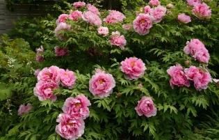 How to plant peonies