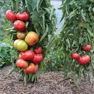 Stock Foto Borna kiselina zahtjev za rajčice