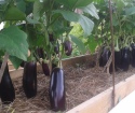 როგორ შეფუთვა eggplants