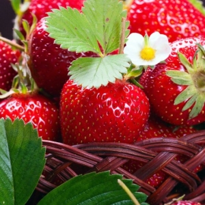 Photo What dreams of strawberries?