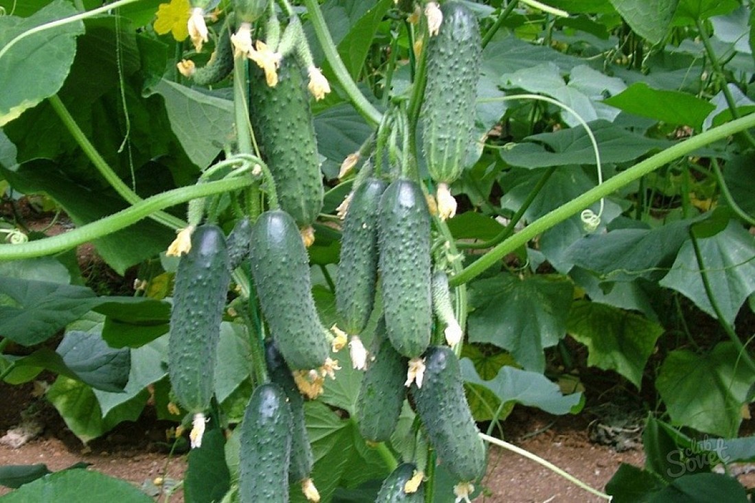 How often watered cucumbers