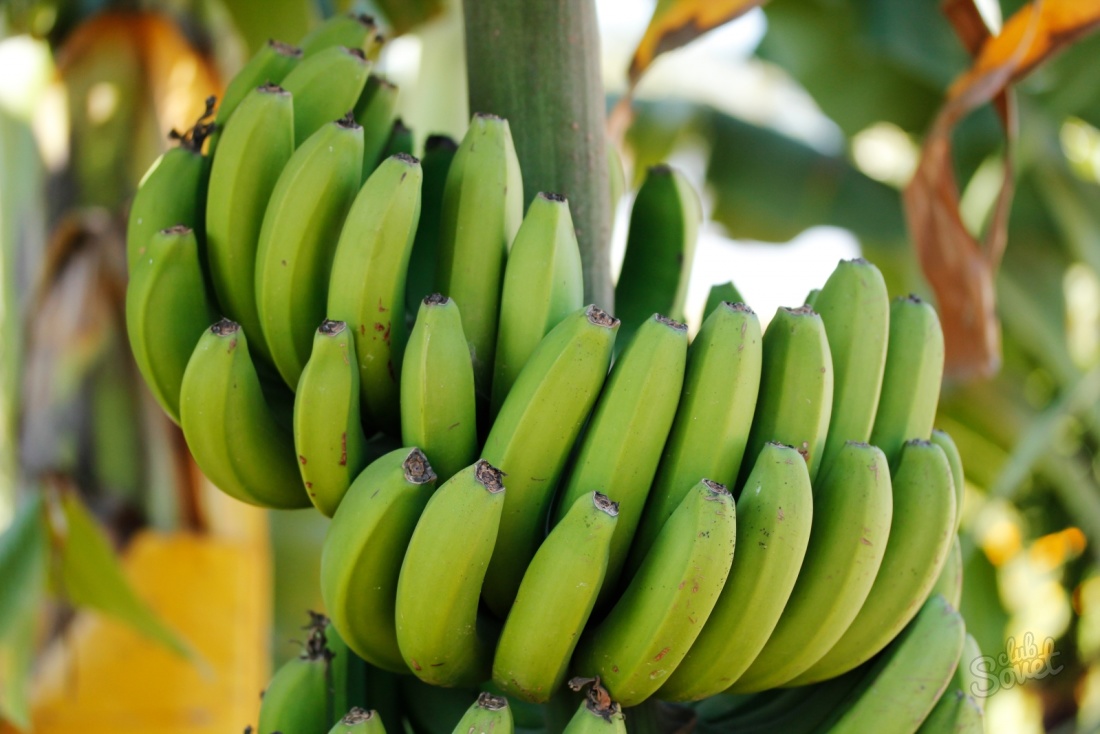 Как сохранить бананы