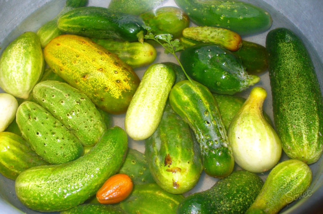 What can be made of big cucumbers?
