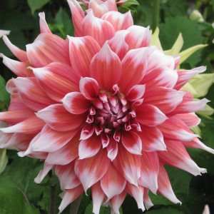 Dahlia - when digging and how to store