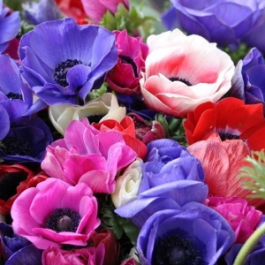 How to plant anemone