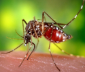 Как лечить укусы комаров