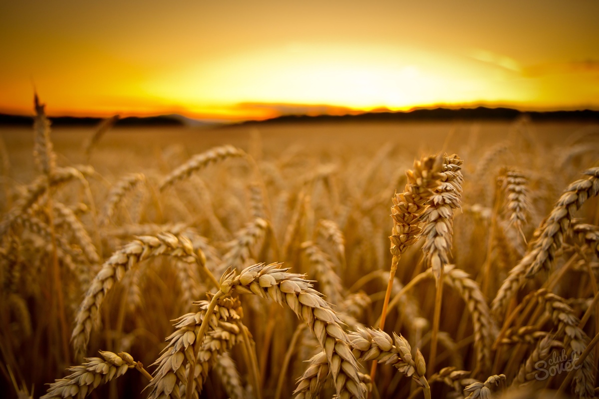Come coltivare il grano