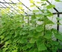 Hur man odlar gurkor i ett växthus