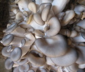 چگونه رشد قارچ ها
