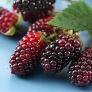Photo how to grow mulberry
