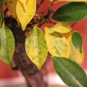 Fotografie prečo listy žltnú v Ficus - čo mám robiť?