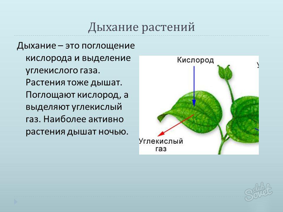 Каково значение процесса деления в жизни растения. Процесс дыхания растений. Процесс дыхания у растений происходит. Процесс дыхания растения орган. Как дышат растения.
