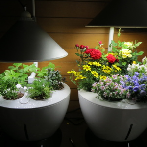Foto come scegliere lampade per piante