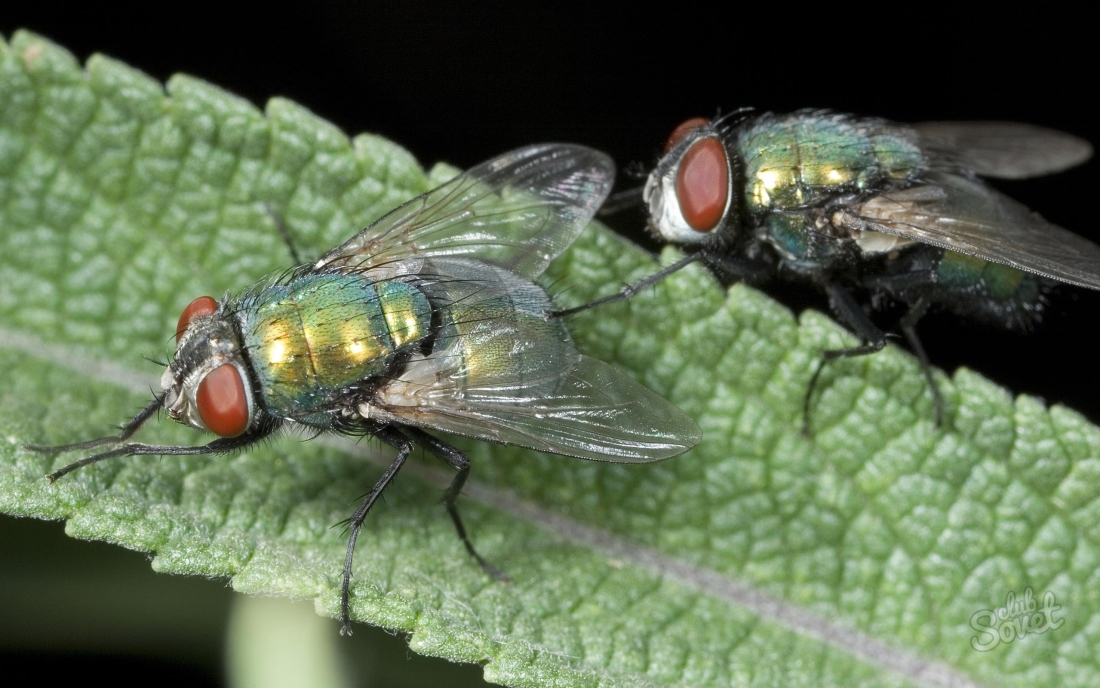 Πώς να αντιμετωπίσετε τις μύγες