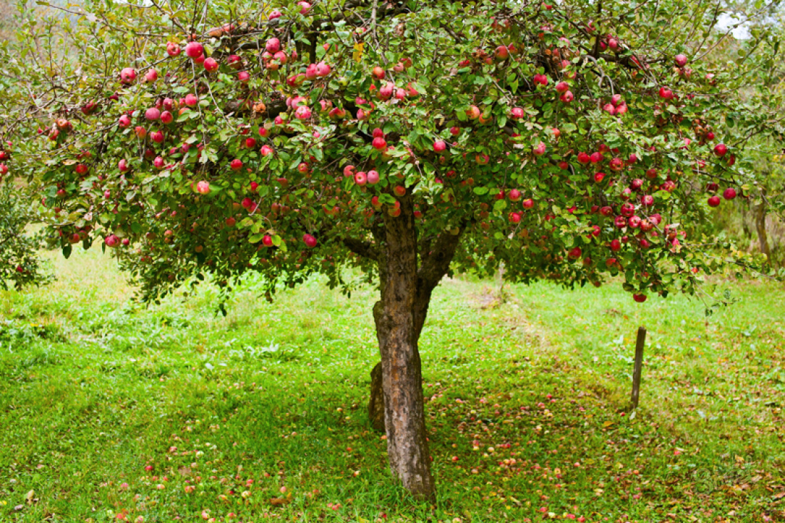 How to form an apple tree crown