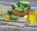 How to care for cucumbers in the open soil