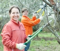 Hur man skär ett äppelträd på våren