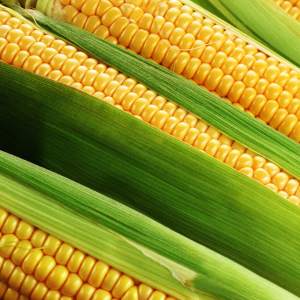 Co může být vyrobeno z kukuřice?