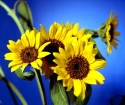 Cara menanam bunga matahari