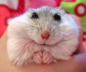 Como determinar o hamster chão
