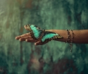 Butterfly седна на ръка - знак